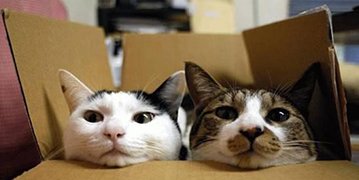 Deux chats installés dans un carton le jour du déménagement