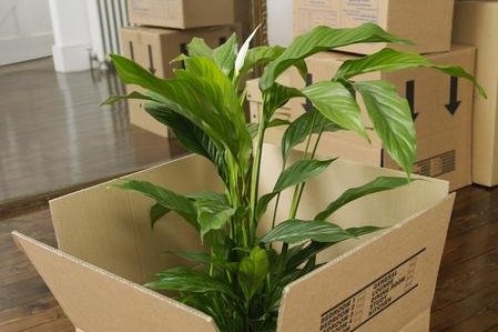 Plante d'intérieur calée dans un carton adapté pour être transportée à la verticale